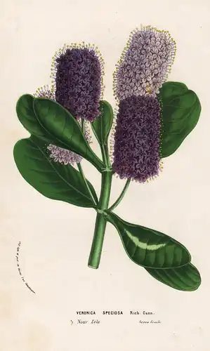 Veronica Speciosa - New Zealand Blume flower flowers Blumen Botanik botanical botany