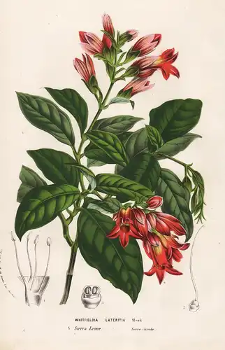 Whitfieldia Lateritia - Sierra Leone Blume flower flowers Blumen Botanik botanical botany