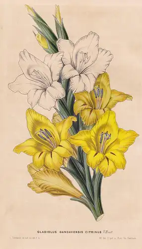 Gladiolus Gandavensis Citrinus - Blume flower flowers Blumen Botanik botanical botany