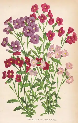 Aubrietia Grandiflora - Orient flower Blume Blumen botanical Botanik Botany