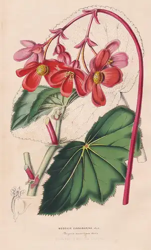 Begonia Cinnabarina - Bolivia Blume flower flowers Blumen Botanik botanical botany