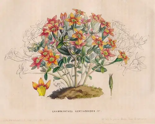 Grammanthes Gentianoides - Blume flower flowers Blumen Botanik botanical botany