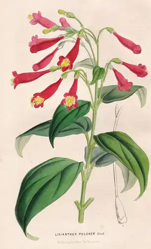 Lisianthus Pulcher - America Blume flower flowers Blumen Botanik botanical botany