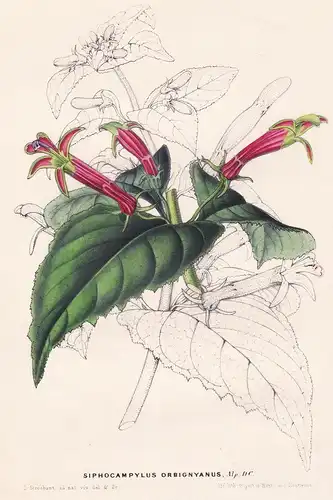Siphocampylus Orbignyanus - Bolivia Blume flower flowers Blumen Botanik botanical botany