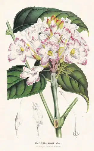 Spathodea Laevis - Sierra Leone Blume flower flowers Blume Botanik botanical botany