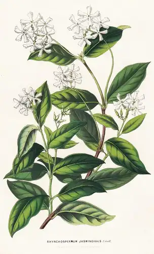 Rhynchospermum Jasminoides - China Blume flower flowers Blume Botanik botanical botany