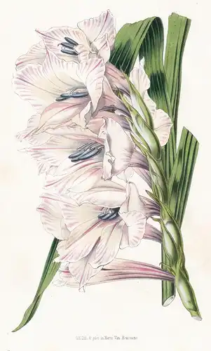 Gladiolus Willmoreanus - Blume flower flowers Blume Botanik botanical botany