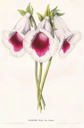 Gloxinia - Marie van Houtte Blume flower flowers Blume Botanik botanical botany