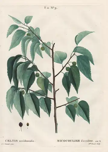 Celtis occidentalis - Amerikanischer Zürgelbaum hackberry Botanik botany