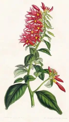 Siphocampylus Amoenus - America Blume flower flowers Blume Botanik botanical botany