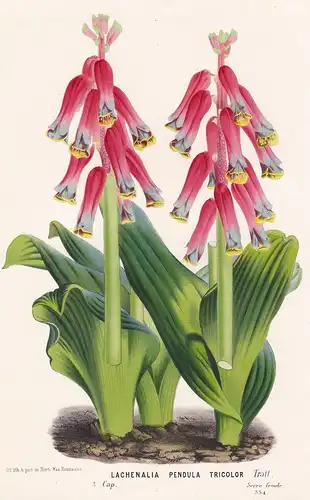 Lachenalia Pendula Tricolor - South Africa Blume flower flowers Blume Botanik botanical botany