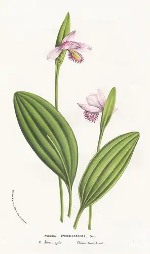 Pogonia Ophioglossoides - America Blume flower flowers Blume Botanik botanical botany