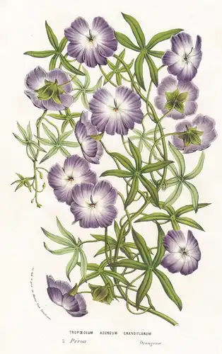 Tropoeolum Azureum Grandiflorum - Peru Blume flower flowers Blume Botanik botanical botany