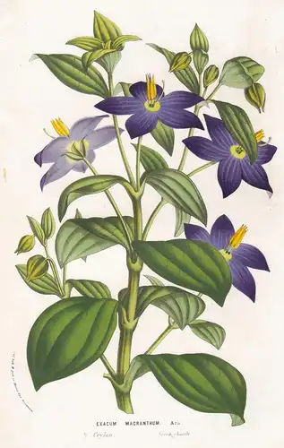 Exacum Macranthum - Sri Lanka Blume flower flowers Blume Botanik botanical botany