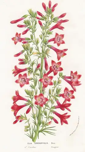 Gilia Coronopifolia - Carolina Blume flower flowers Blume Botanik botanical botany