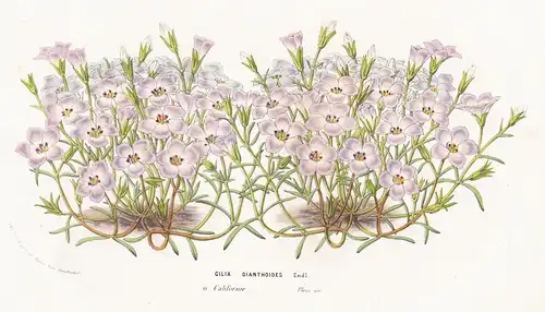 Gilia Dianthoides - California Blume flower flowers Blume Botanik botanical botany