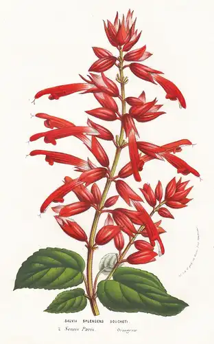 Salvia Splendens Soucheti - Blume flower flowers Blume Botanik botanical botany