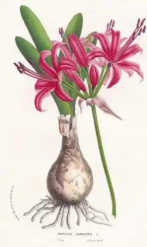 Amaryllis Sarniensis - South Africa Blume flower flowers Blume Botanik botanical botany