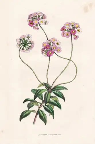 Androsace lanuginosa - Himalaya flower Blume Blumen botanical Botanik Botany