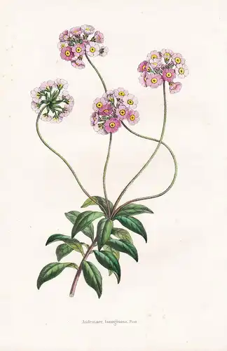 Androsace lanuginosa - Himalaya flower Blume Blumen botanical Botanik Botany