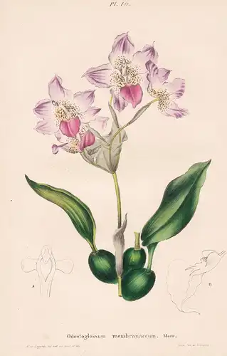 Odontoglossum Membranaceum - Latin America flower Blume Blumen botanical Botanik Botany