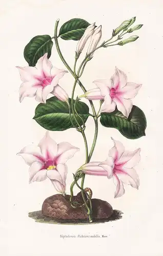 Dipladenia Echites nobilis - Brazil Brasil flower Blume Blumen botanical Botanik Botany