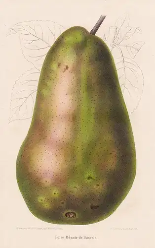 Poire Geante de Baseele - Birne pear Pomologie botanical Botanik Botany