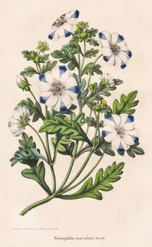 Nemophila maculata.Benth. - North America flower Blume Blumen botanical Botanik Botany