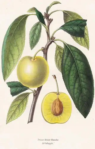 Prune Reine-blanche de Galoppin - Pflaume plum Pomologie botanical Botanik Botany