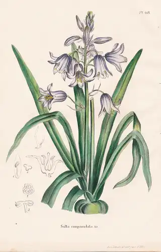 Scilla campanulata - flower Blume Blumen botanical Botanik Botany