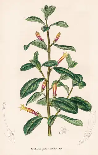 Siphocampylus nitidus - Cuba flower Blume Blumen botanical Botanik Botany