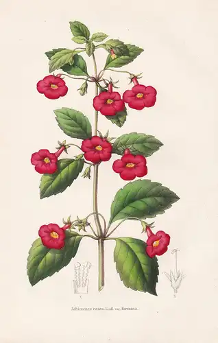 Achimenes rosea - South America flower Blume Blumen botanical Botanik Botany