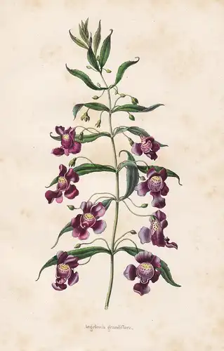 Angelonia grandiflora - South America flower Blume Blumen botanical Botanik Botany