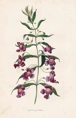 Angelonia grandiflora - South America flower Blume Blumen botanical Botanik Botany