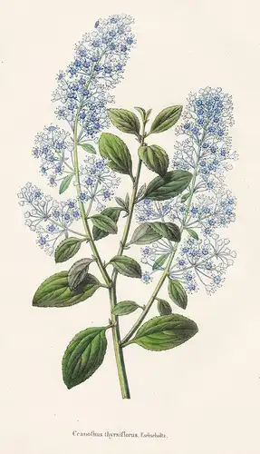 Ceanothus thyrsiflorus - North America flower Blume Blumen botanical Botanik Botany