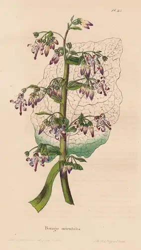 Borago orientalis - flower Blume Blumen botanical Botanik Botany