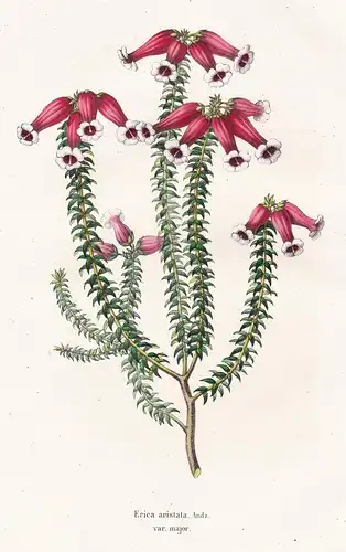 Erica aristata - South Africa flower Blume Blumen botanical Botanik Botany