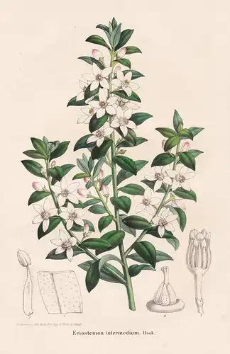 Eriostemon intermedium - Australia flower Blume Blumen botanical Botanik Botany