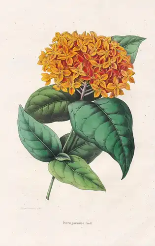 Ixora javanica - Java flower Blume Blumen botanical Botanik Botany