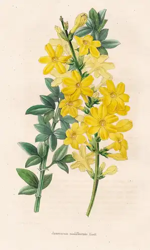 Jasminum nudiflorum - flower Blume Blumen botanical Botanik Botany