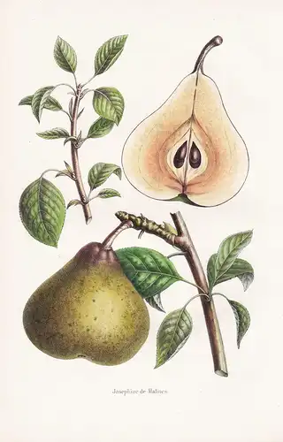 Josephine de Malines - Birne pear Pomologie botanical Botanik Botany