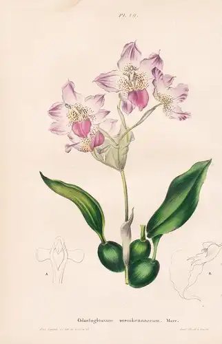 Odontoglossum membranaceum - Latin America flower Blume Blumen botanical Botanik Botany