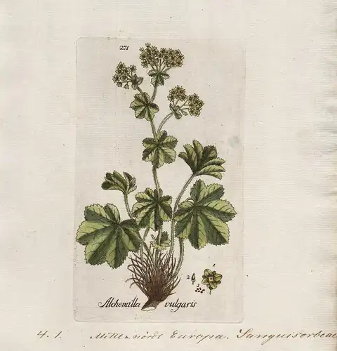 Alchemilla vulgaris (Plate 271) - Spitzlappiger Frauenmantel lady's mantle / Heilpflanzen medicinal plants Krä
