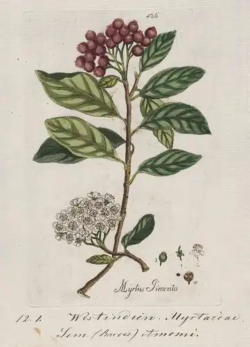Myrtus Pimenta (Plate 426) - Allspice Piment Jamaica pepper / Heilpflanzen medicinal plants Kräuter Kräuterbuc