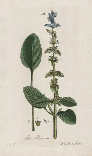 Salvia Horminum (Plate 188) - Buntschopf-Salbei annual clary sage / Heilpflanzen medicinal plants Kräuter Kräu