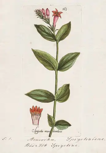 Spigelia marilandica. (Plate 163) - woodland pinkroot Indina Pink America / Heilpflanzen medicinal plants Kräu
