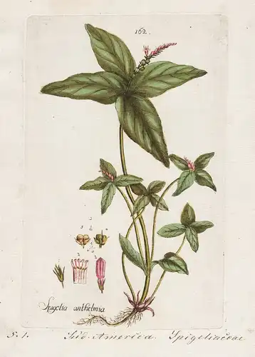 Spigelia anthelmia (Plate 162) - South America / Heilpflanzen medicinal plants Kräuter Kräuterbuch herbal / Bo