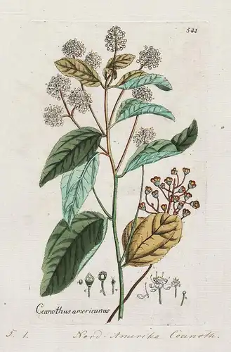 Ceanothanus americanus (Plate 544) - New Jersey tea / Heilpflanzen medicinal plants Kräuter Kräuterbuch herbal