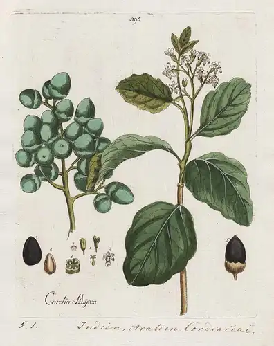 Cordia Myxa (Plate 396) - Schwarze Brustbeere Assyrian plum / Heilpflanzen medicinal plants Kräuter Kräuterbuc