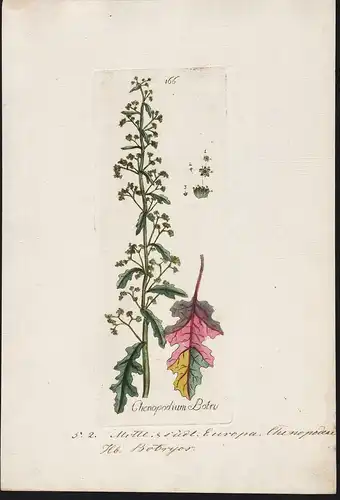 Chenopodium Botris (Plate 166) - Gänsefüße goosefoots Mexiko Mexico / Heilpflanzen medicinal plants Kräuter Kr
